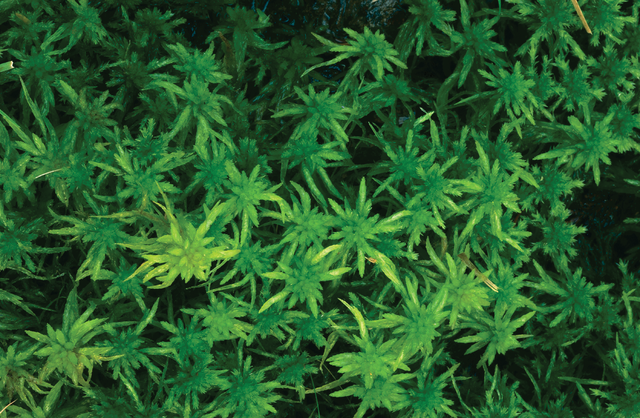 Narnia Sphagnum Moss Essence