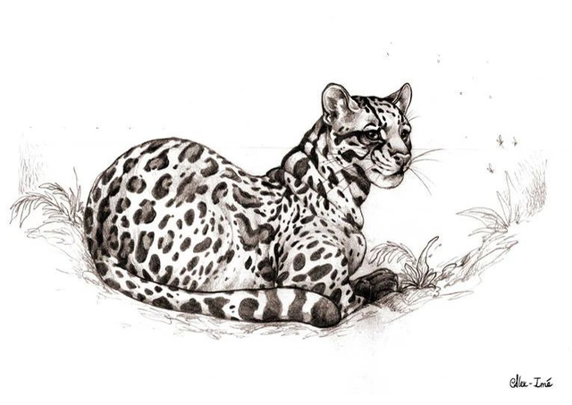 Format A4, un animal, noir et blanc _ Commande Originaux - Dessin naturaliste