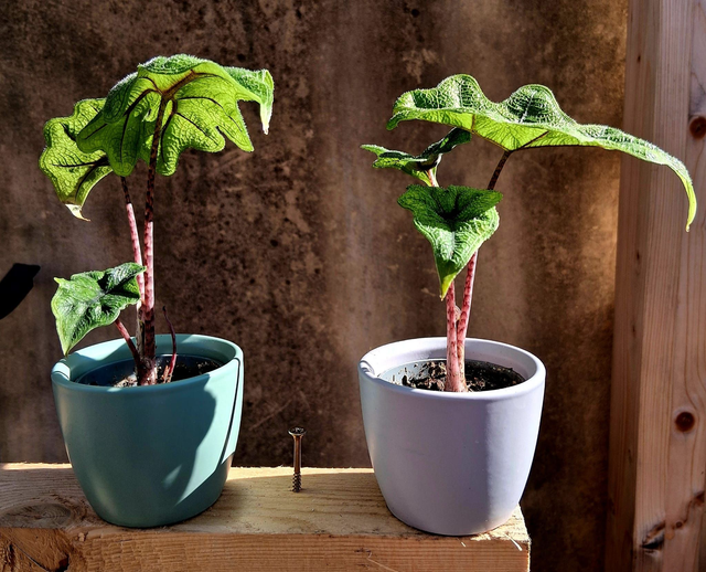 C45 . Alocasia "Jacklyn"