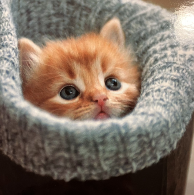 Darkroom Photography Cosy Kitten