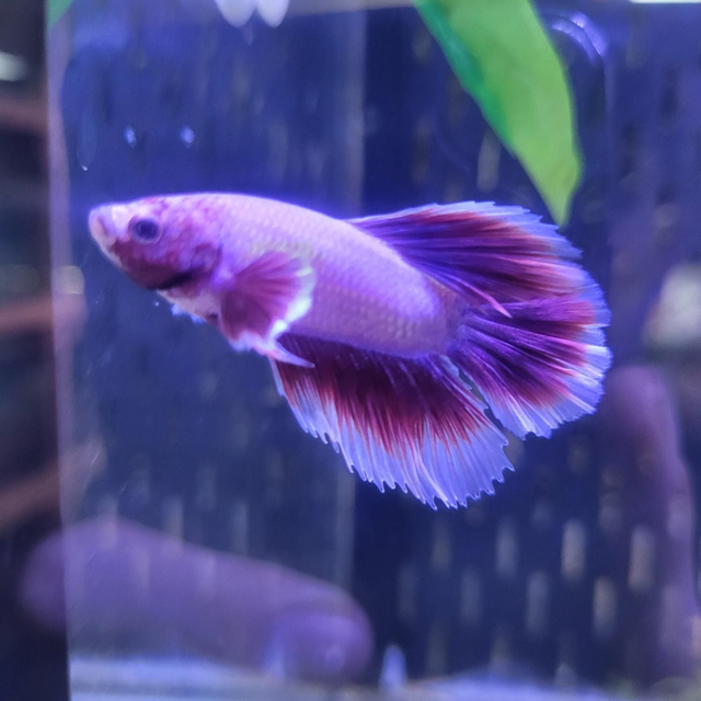 Lavendeltje / Betta Splendens lavender hm big ear 8715897343605