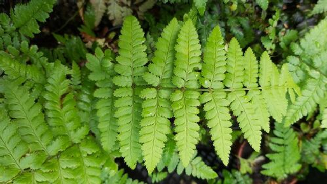 Dryopteris x remota - Remote Wood Fern