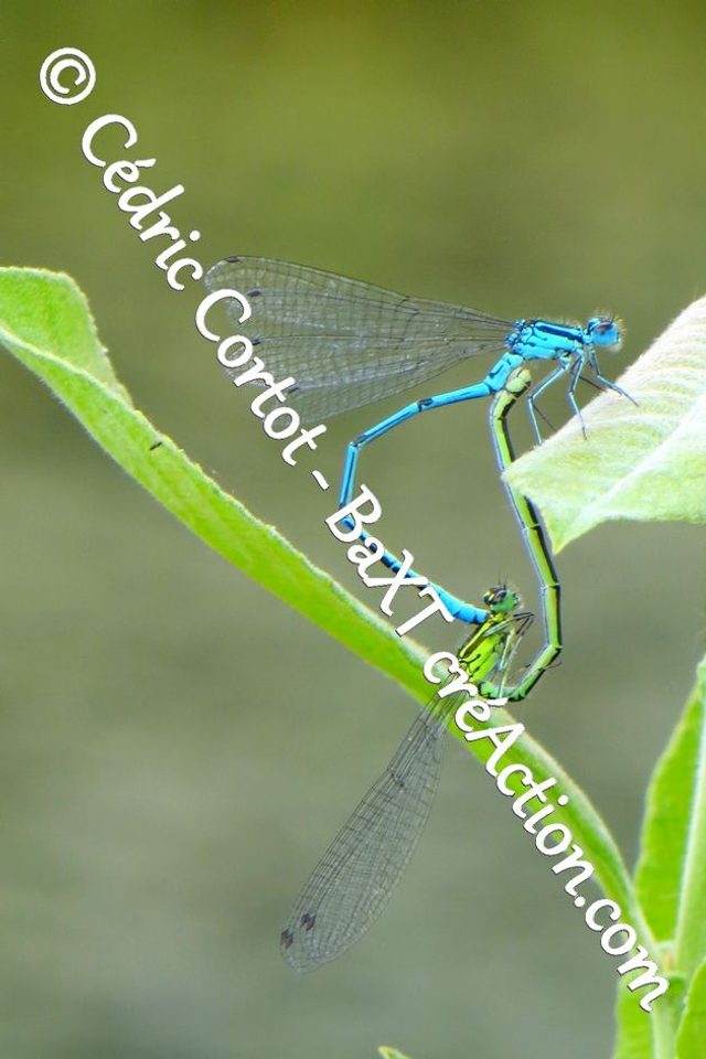 Impression sur alu dibond - Le petit monde du Vivant (ref 5756)