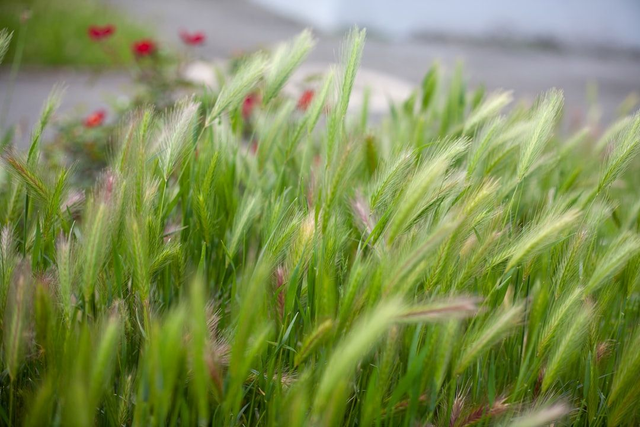 EXTRAS - PROFESSIONAL WEED KILLER ADDITIVE