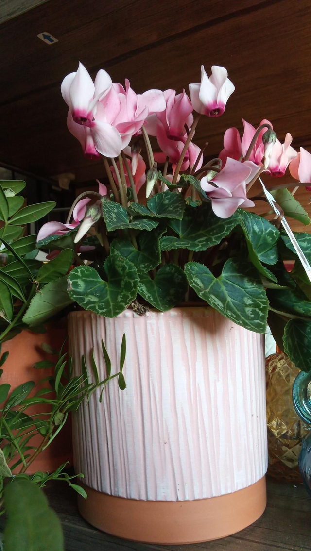 CYCLAMEN CP CERA ROSE 