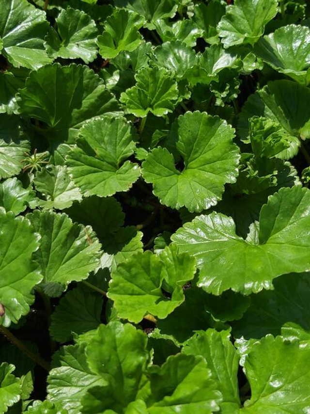 Gunnera magellanica