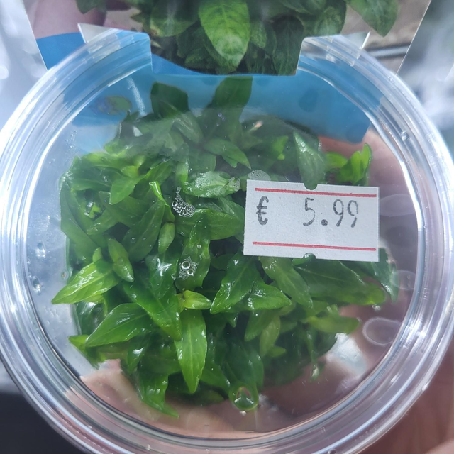 Staurogyne Repens in vitro 80cc 8946005310039