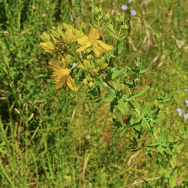 Herbe de la Saint-Jean (Hypericum perforatum)