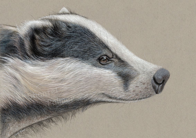 Badger profile