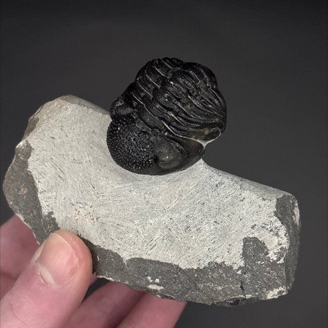 Phacops Trilobite