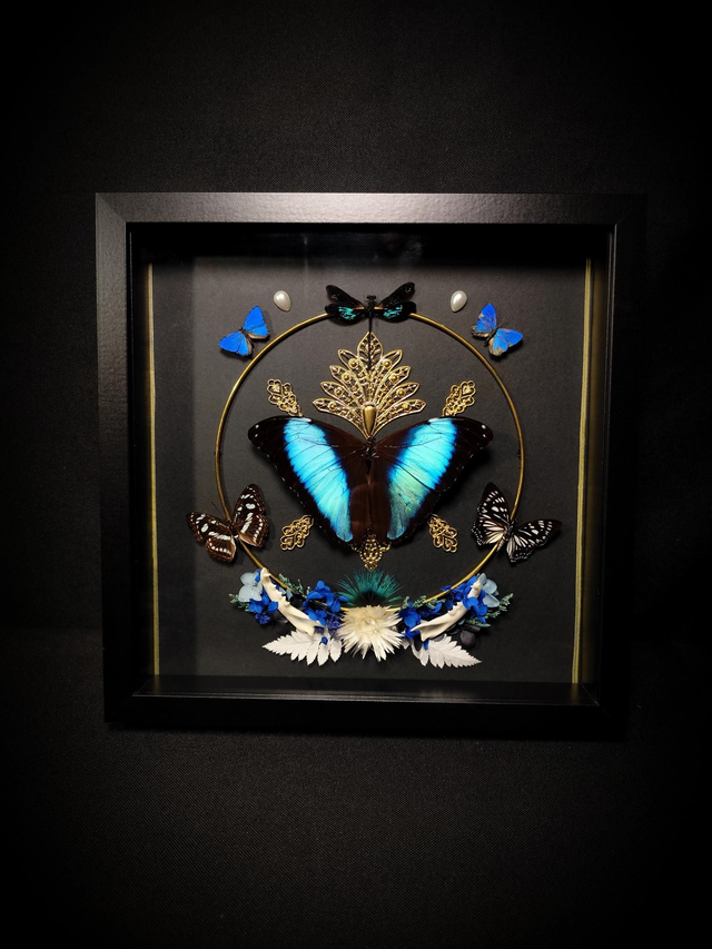 Cadre Papillons, Libellule &amp; Mâchoire de Chat 