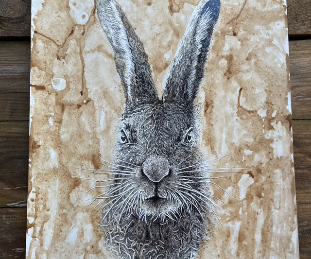 Hare stained 