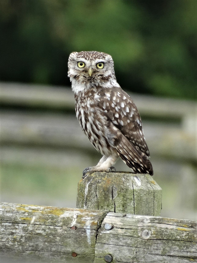 A5 Blank Greeting Cards (Bird Selection)