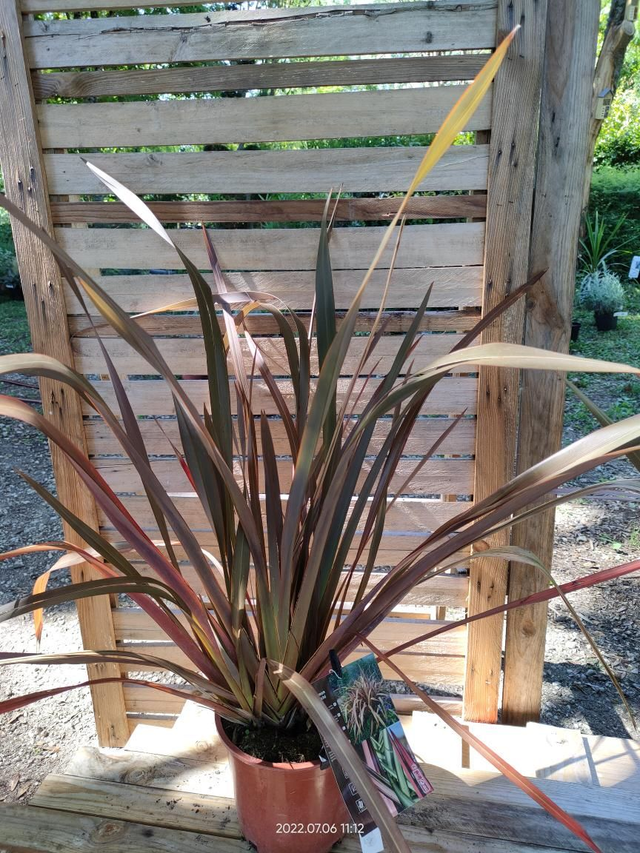Phormium tenax 'Sundowner' - Clt4.5