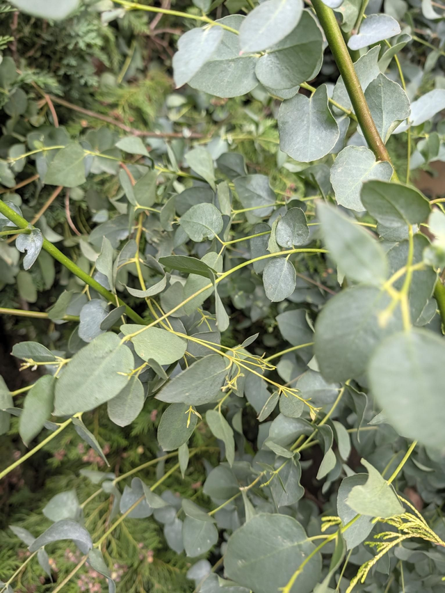 Fresh Eucalyptus Foliage