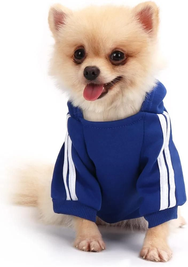 QiCheng &amp; LYS pull "sweet" chien bleu TXL