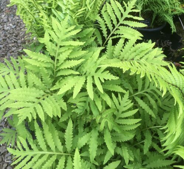 Onoclea sensibilis - Sensitive Fern 9cm