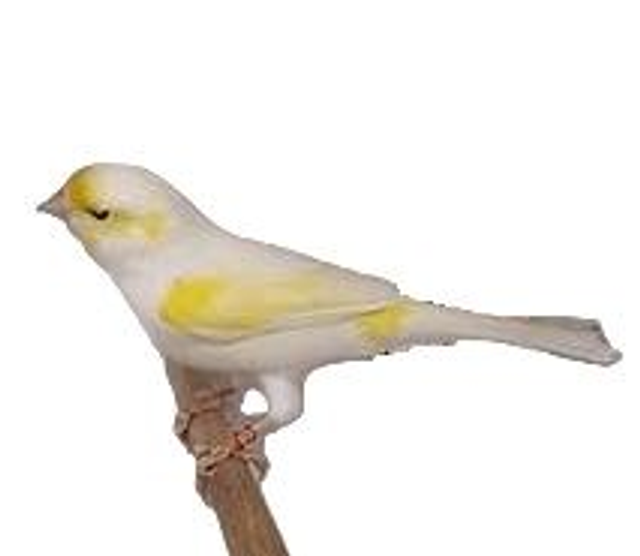 Le canari mosaique jaune (sur commande)