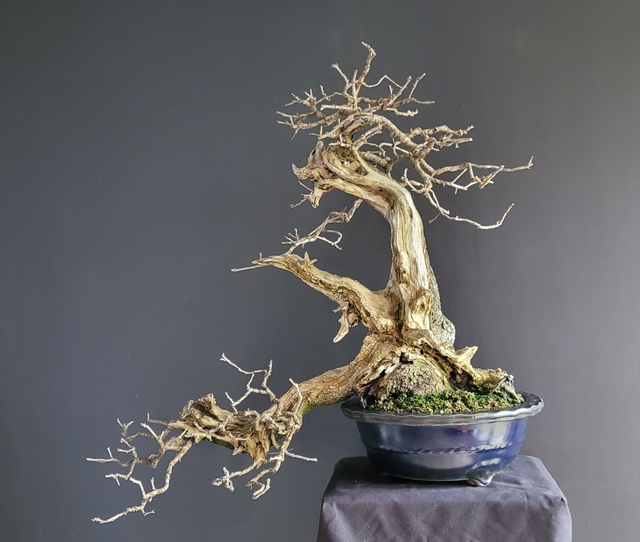 (171) prunus mahaleb