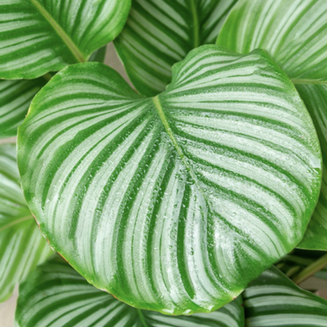 Calathea Peacock Plant (store collection only at checkout)