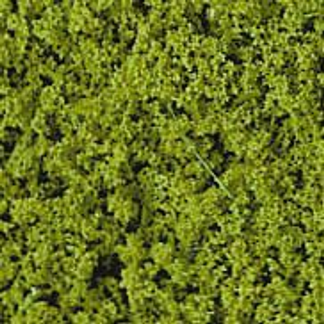 Feuillage Compact Héki 1580