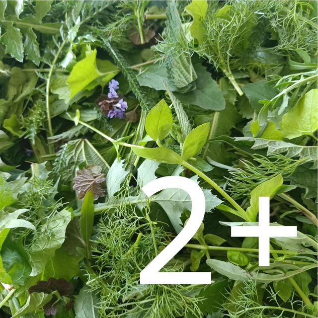 Kräuterwanderung Einzelbuchung