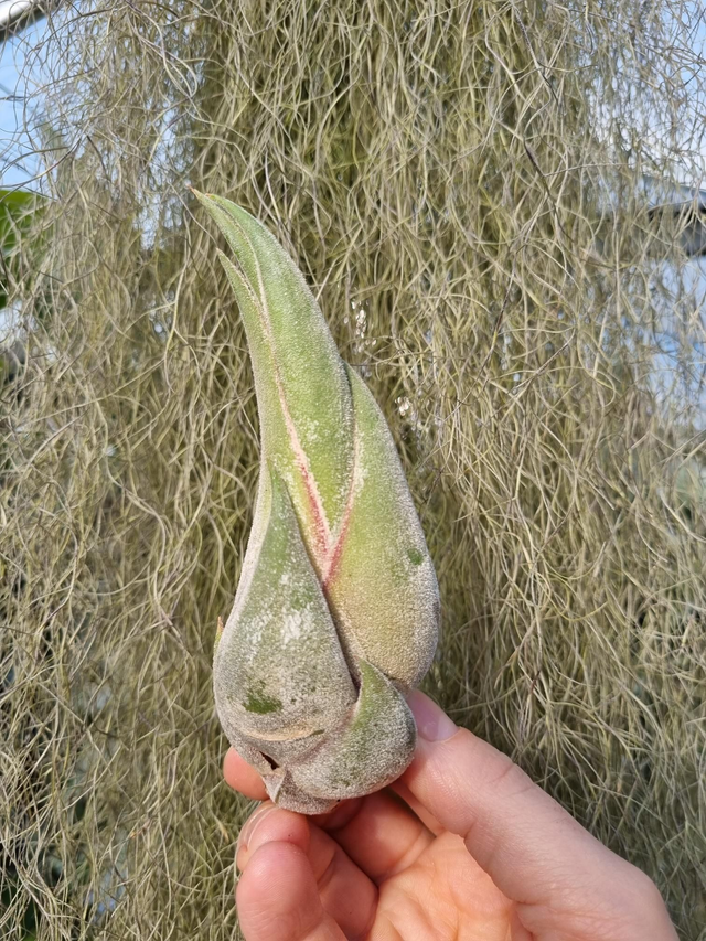 Tillandsia seleriana