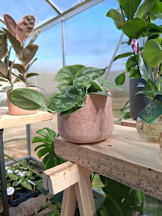 C29 . Scindapsus pictus in vaso "Creta"