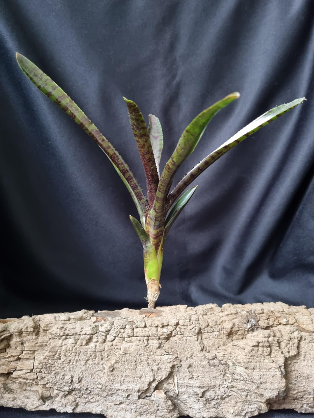 Neoregelia Adonis