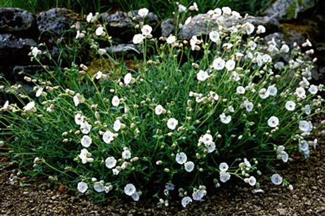 Silene uniflora Robin Whitebreast 1L