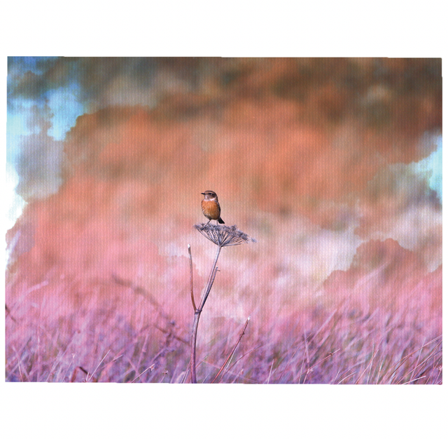 Stonechat Photo-wash