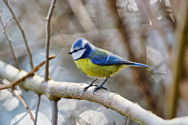 Mesange bleue