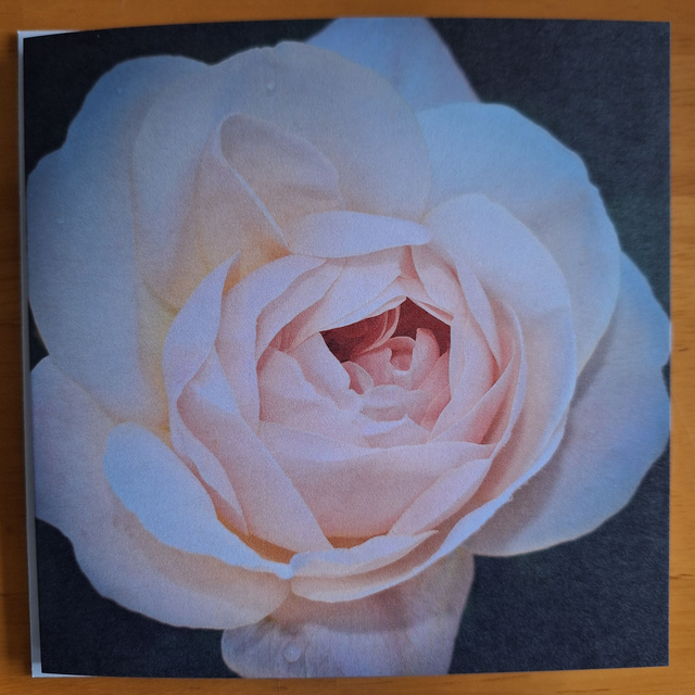 Flower and nature greeting card (with envelope) - Pale pink rose.