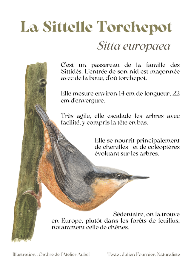 La Sittelle Torchepot