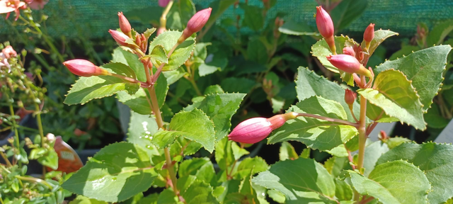 Fuchsia Beacon Rosa