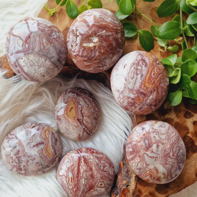 Crazy Lace Agate Palm