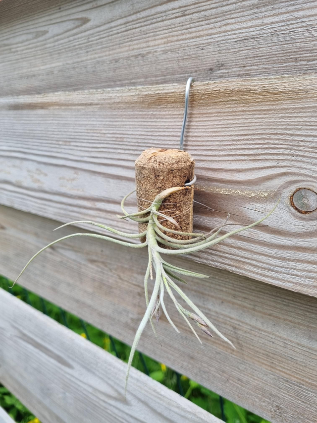 Tillandsia recurvata à fleur jaune 
