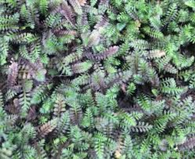 Leptinella squalida Platts Black 1L