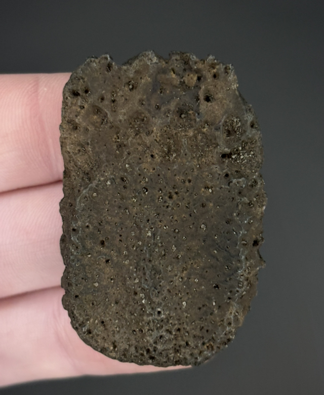 Holmesina Giant Armadillo Scute