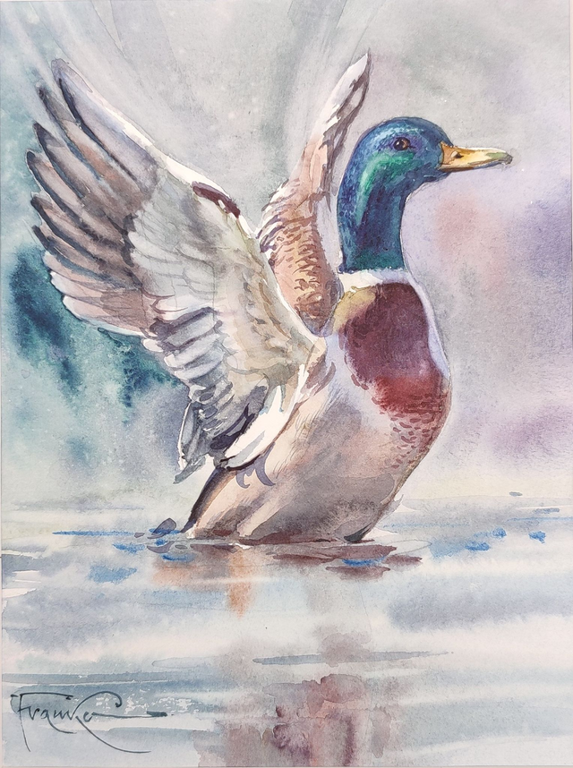 Kaczka, 35x28 (24x18 w świetle passe-partout) akwarela 2024