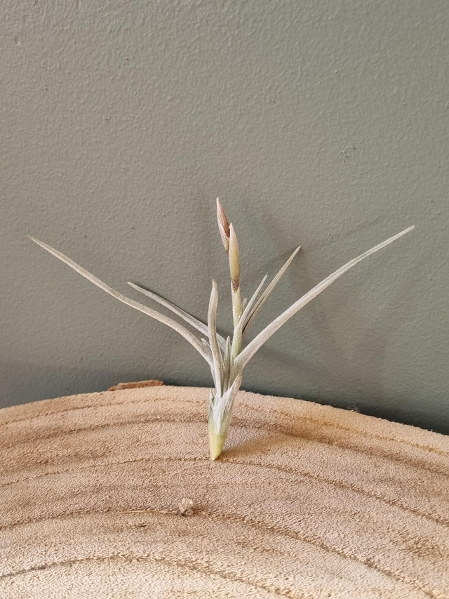 Tillandsia Holm's Butter (crocata x jucunda)