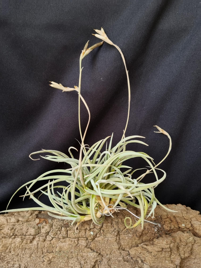 Tillandsia caliginosa jaune