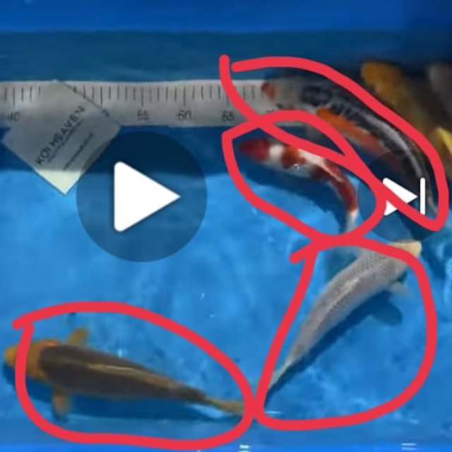 MH - 4 x Koi (see pic)