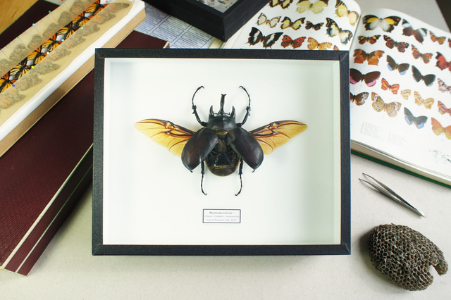 Megasoma actaeon (mâle)