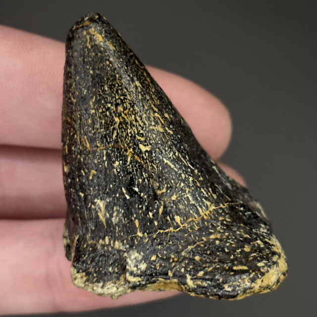 Spicomellus Osteoderm Spike