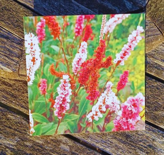 Persicaria