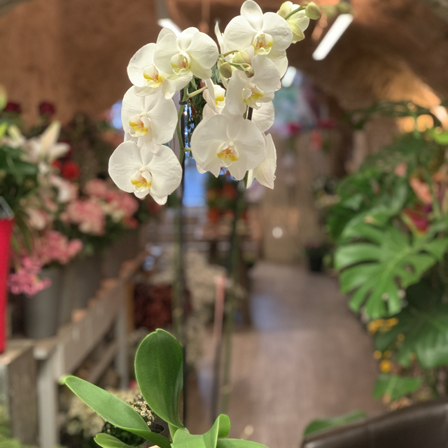 Orchidée blanche