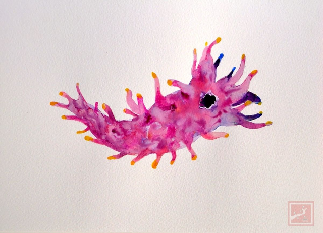 sea slug