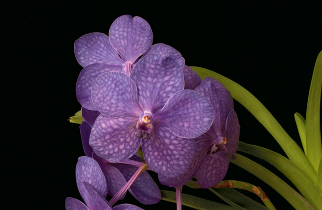 Being in Grace Essence