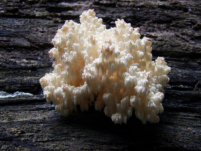 Hericium capsule